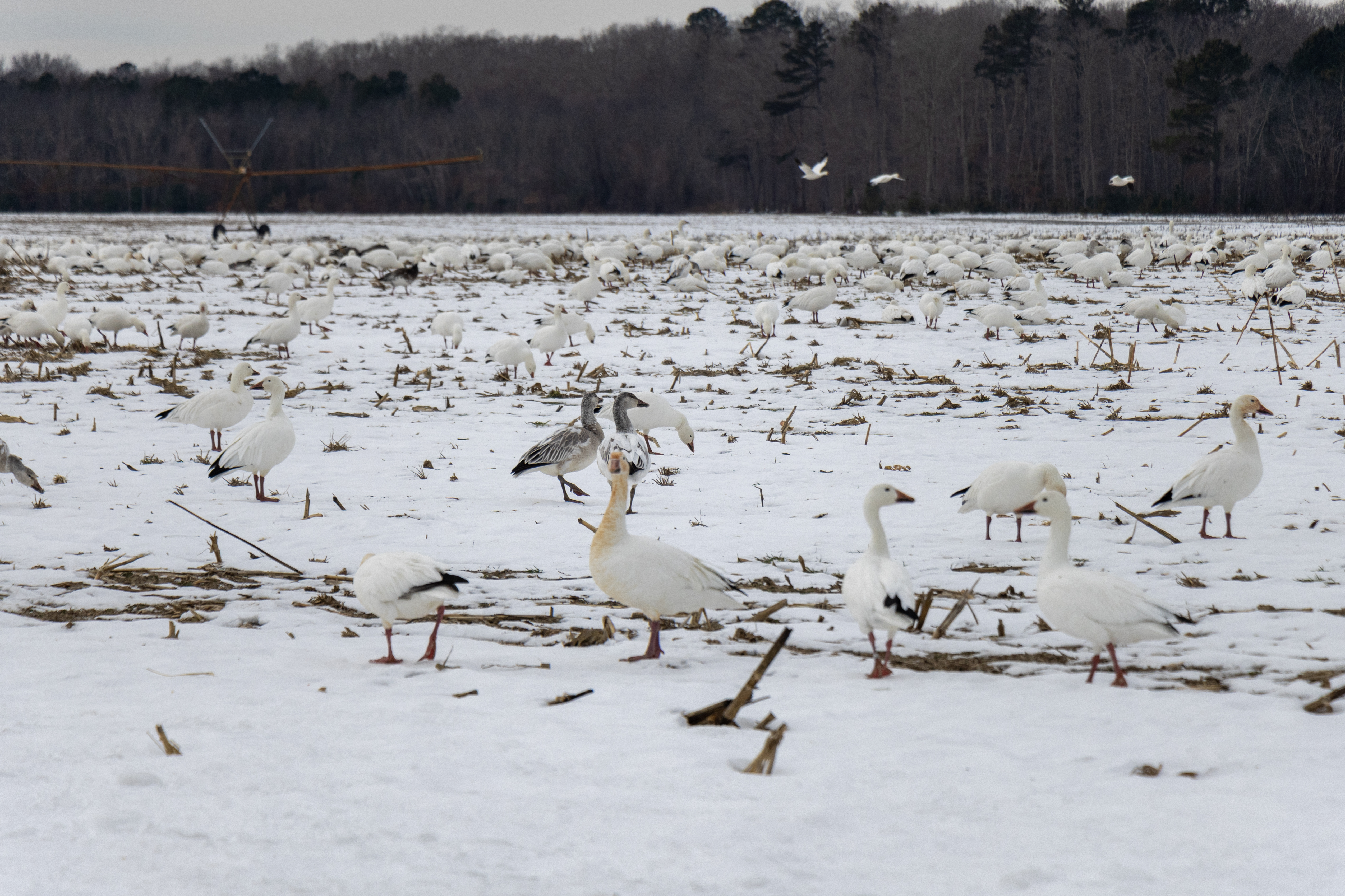 Snow Geese in Millsboro Delaware 2025 – An AI Segmentation Opportunity