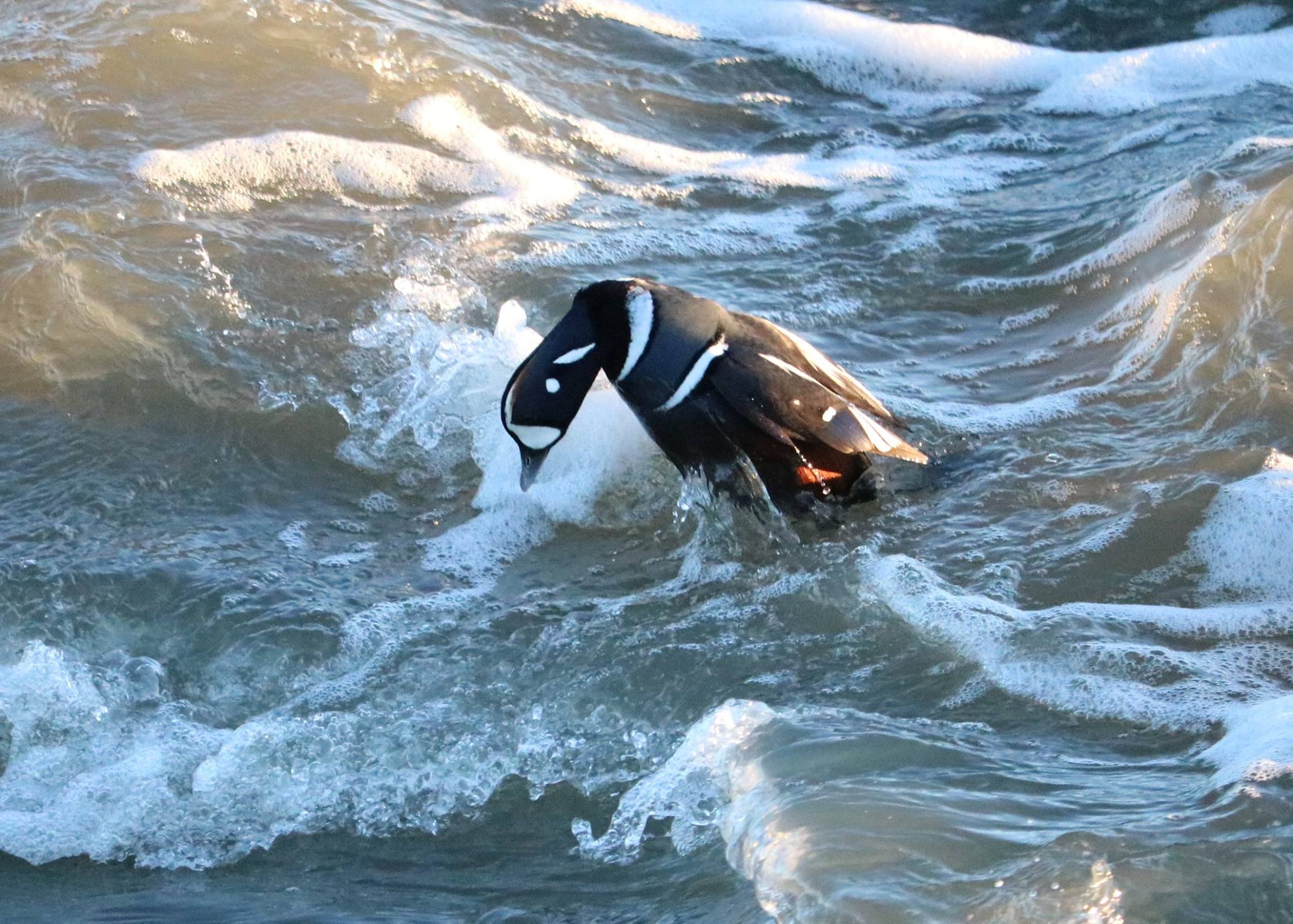 Harlequin duck at the inlet